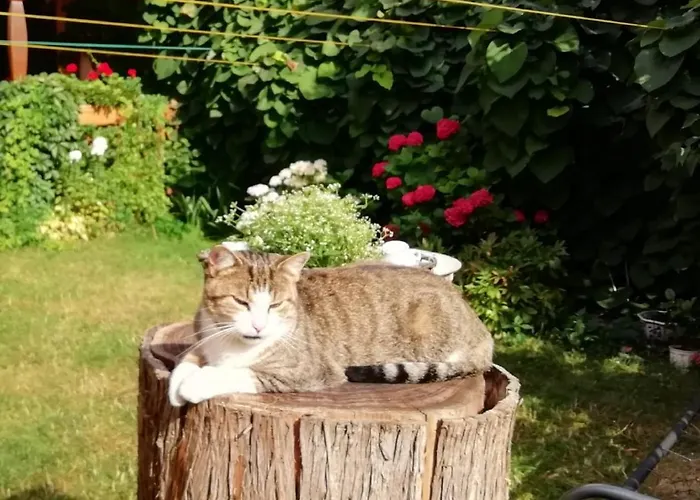 Schwaebe * Lommatzsch