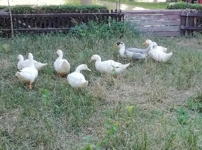 Διαμέρισμα Schwaebe *